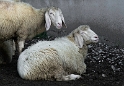 Allgäu 09 - 2014 - 20140915_0239 als Smartobjekt-1 Kopie